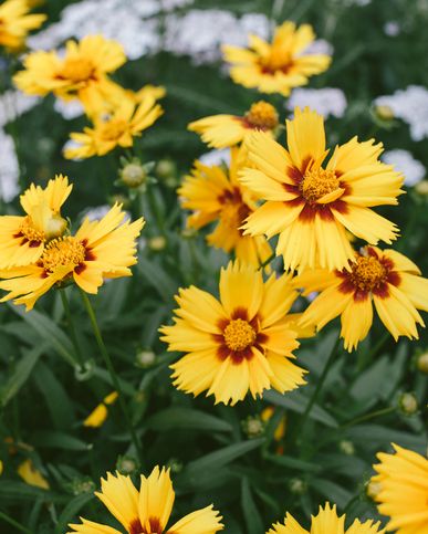 close up of yellow and red coreopsis summer flowers
