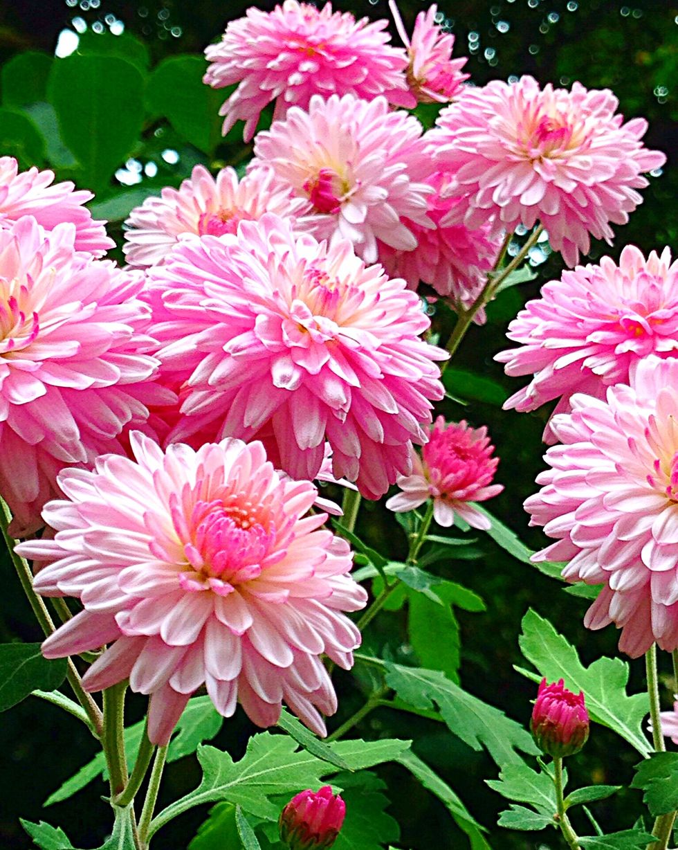 pink dahlias summer flowers