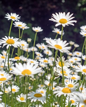 close up of summer flowers with white daisy flowers on field