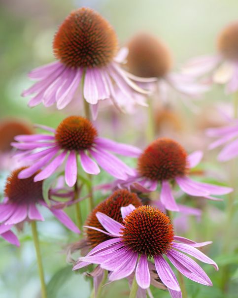 close up of summer flowers with echinacea