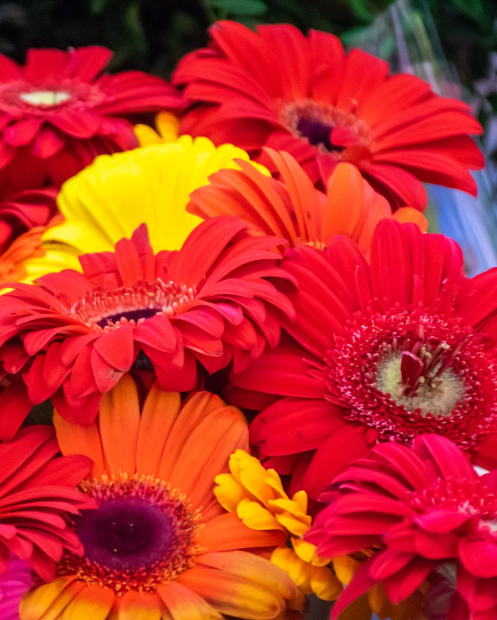 close up of summer flowers with gerbera daisies blooming in orange red and yellow