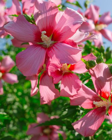 close up of summer flowers with pink hibiscus blooms