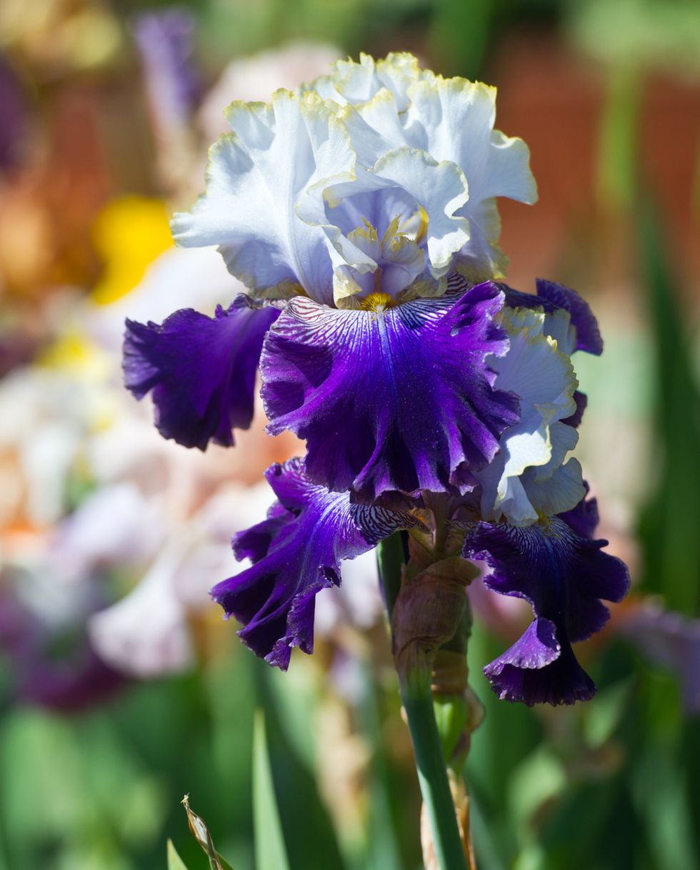 summer flowers with white and purple irises perennials in a garden