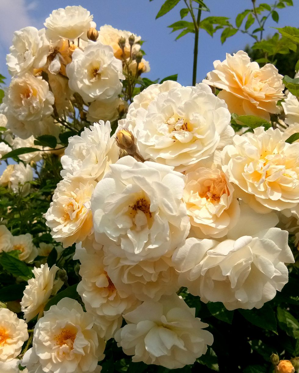 close up of summer flowers with white roses blooming outdoors