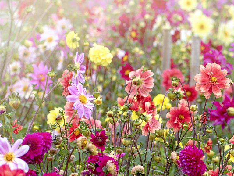 Your guide to summer bulbs: 15 types, where to buy & when to sow