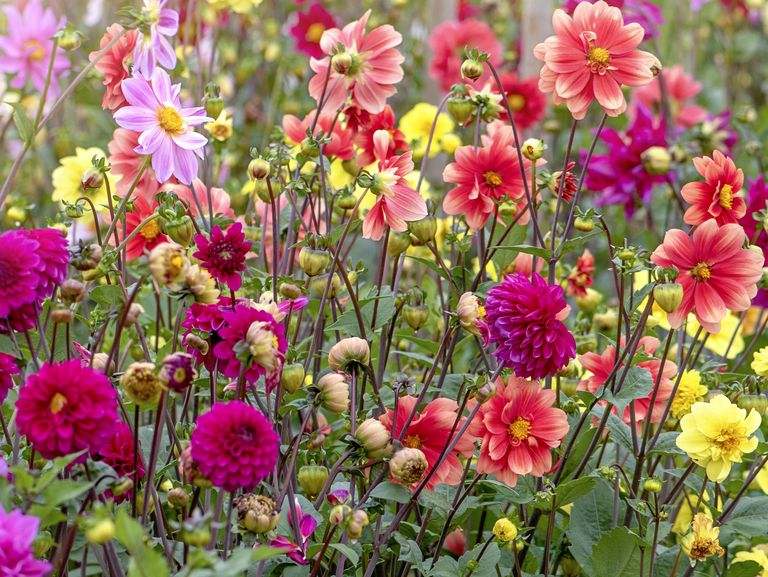 Your Guide To Summer Bulbs 15 Types