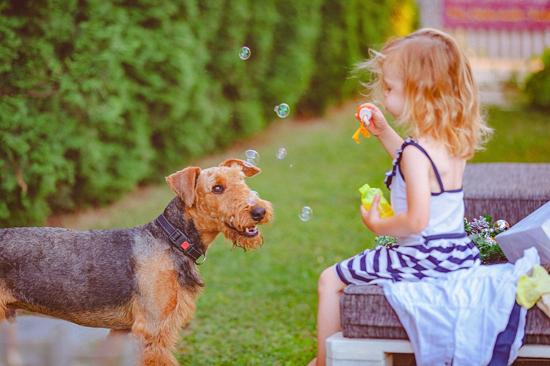 can a airedale terrier and a bulldog be friends