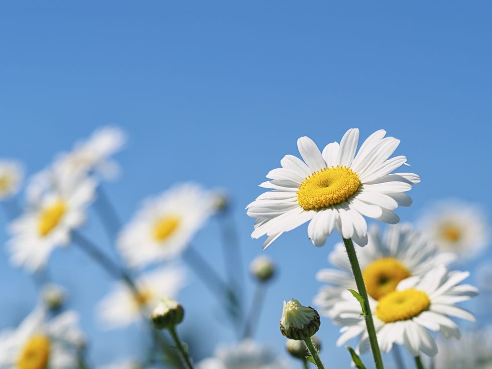 Daisy Flowers Meaning and Myth