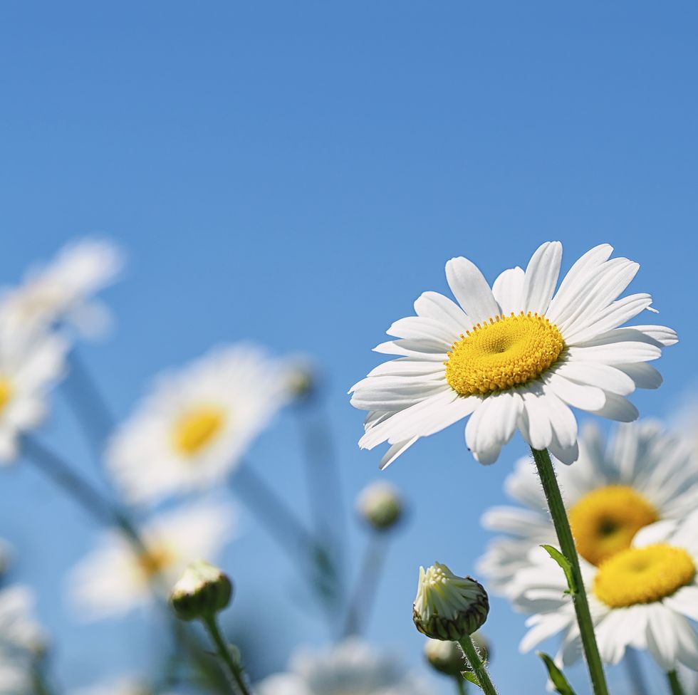 summer daisies