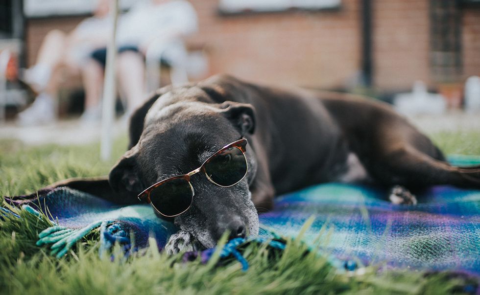 a dog lying on a blanket wearing sunglasses