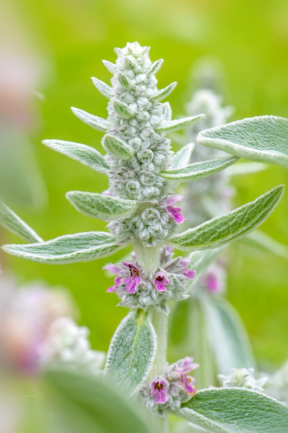 How To Create Your Own Healing garden