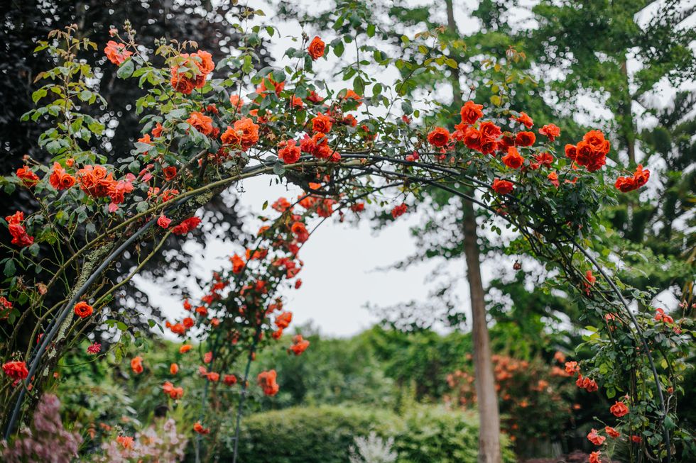 summer flowering pink climbing roses on a wooden garden arch in an garden