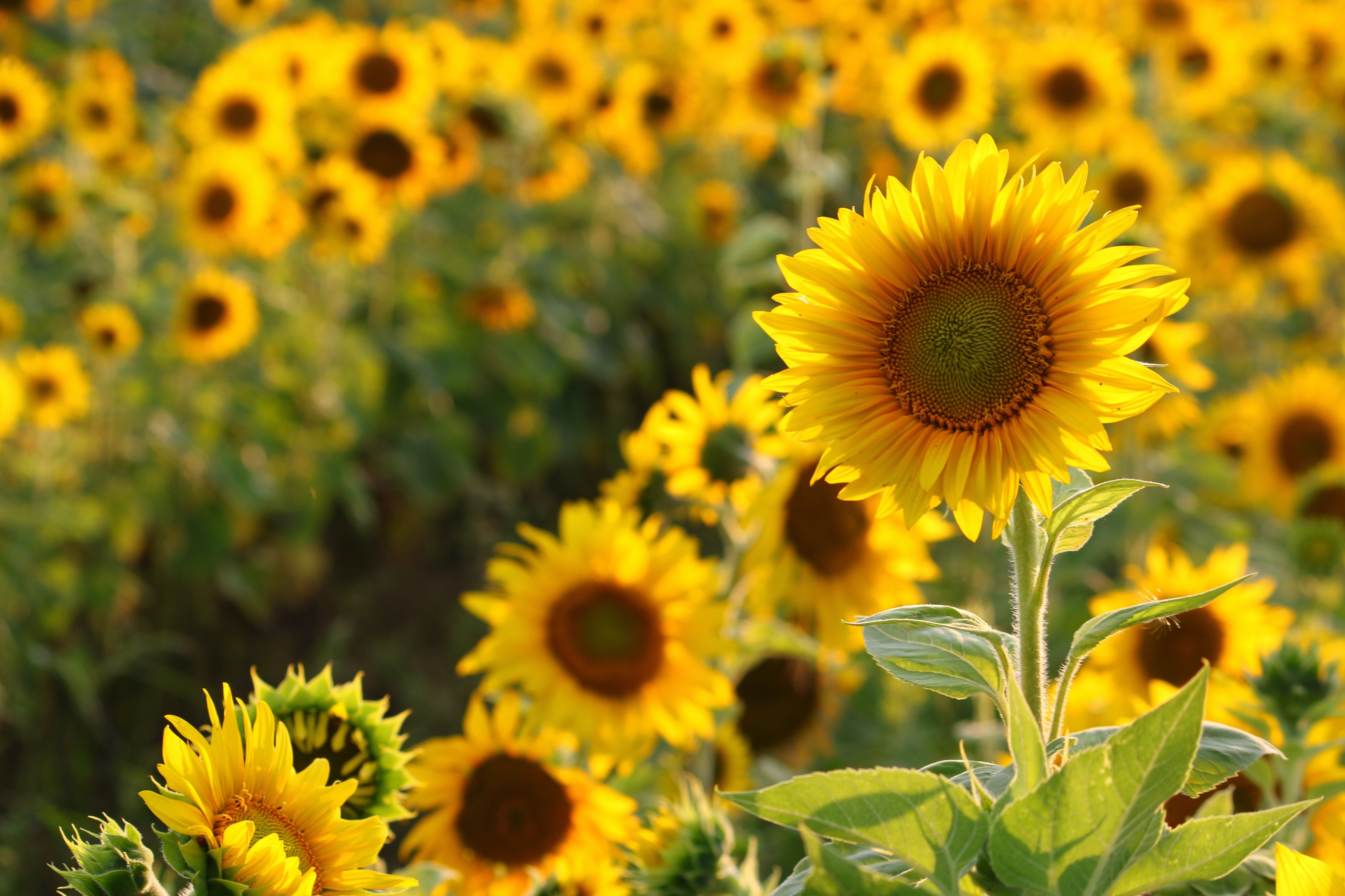 Image of Sunflowers summer plants and flowers