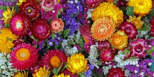 summer flowers, collection of colorful flowers
