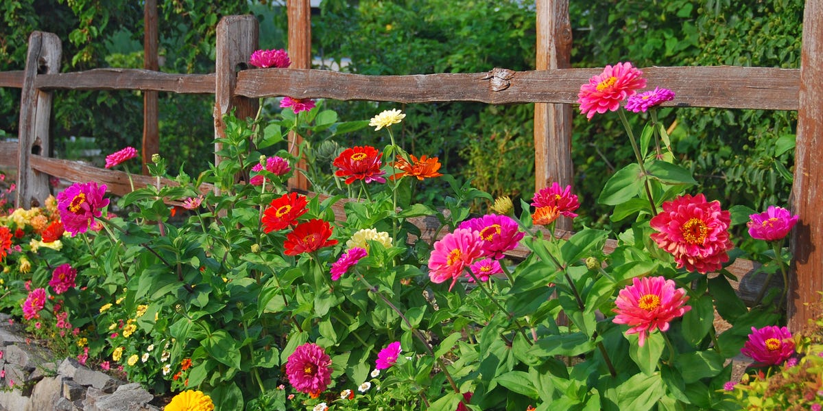 40 Summer Flowers for a Beautiful Garden, Indoors and Out