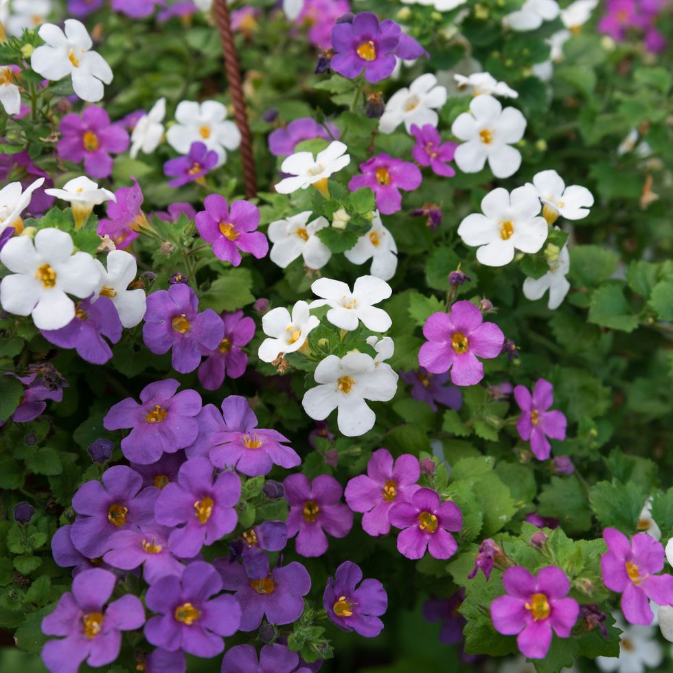 summer flowers, white and purple bacopa flowers outdoors