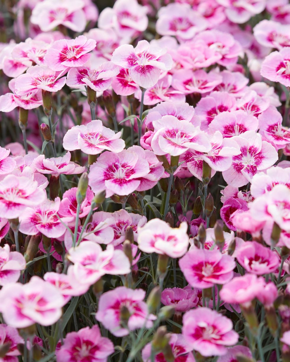 25+ Best Summer Flowers - Popular Flowers to Plant in the Summer