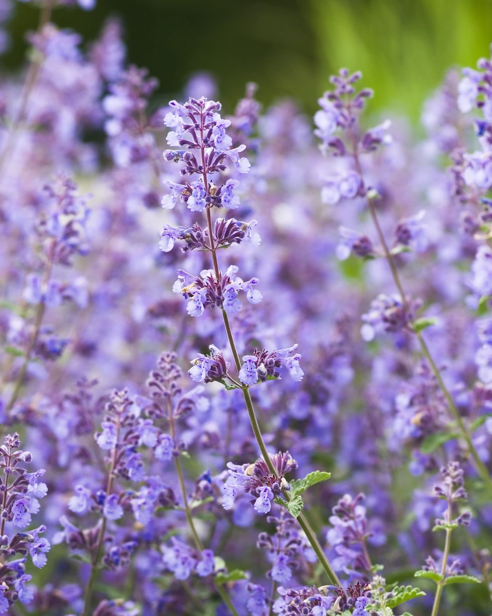 summer flowers like catmint
