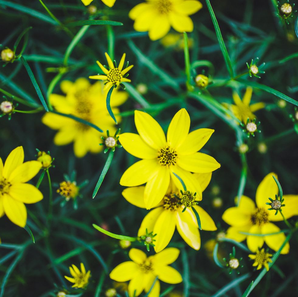 close up to a tickseed coreopsis plant growing in a formal flower garden