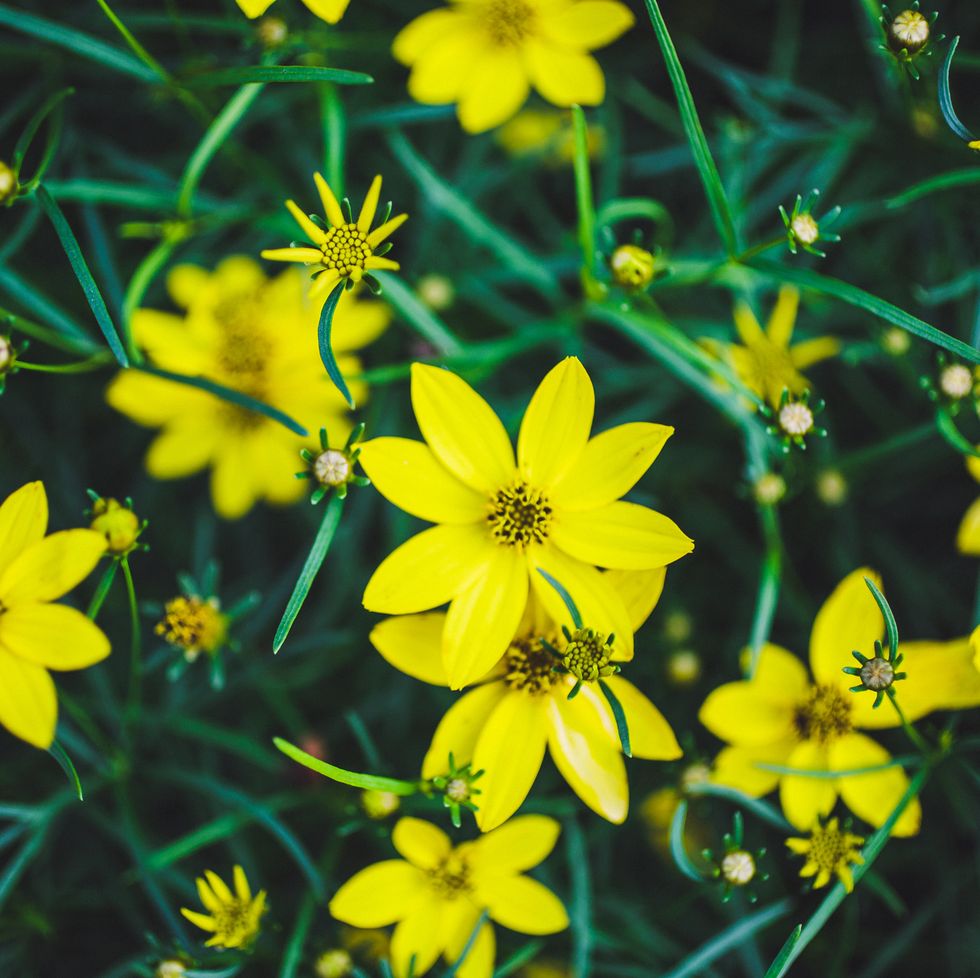 close up to a tickseed coreopsis plant growing in a formal flower garden