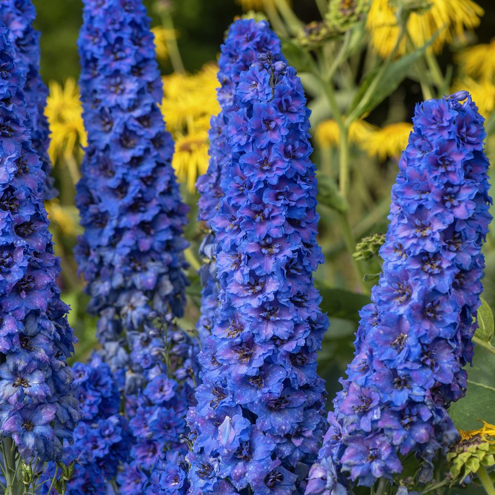 summer flowers, close up of delphiniums outdoors