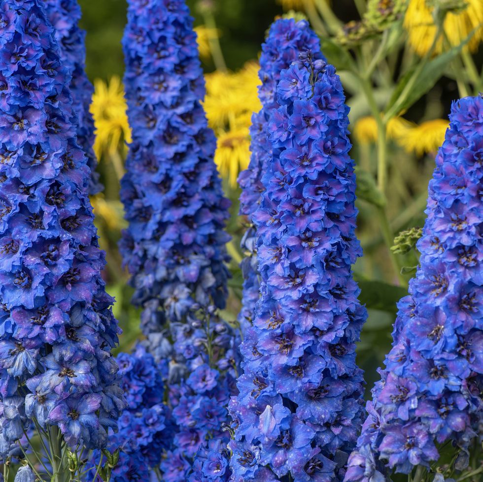 summer flowers, close up of delphiniums outdoors