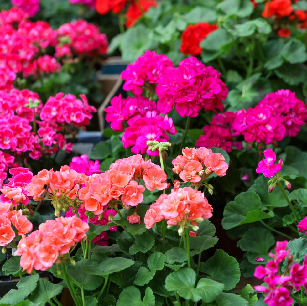 summer flowers, geraniums