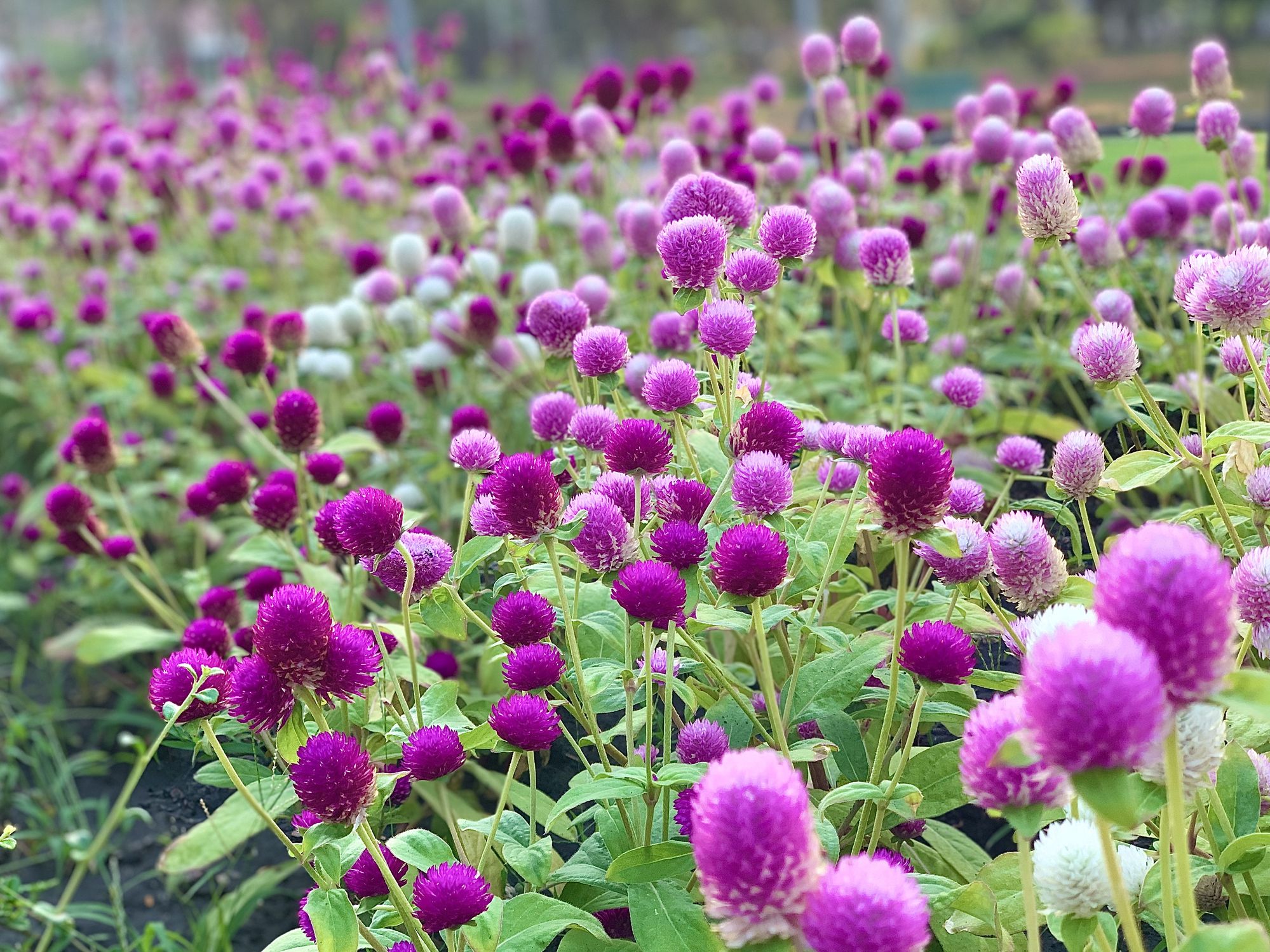 World's Best Purple Delicate Flowers - New Super Popular Leggings