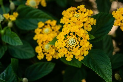 summer flowers, close up of yellow flowering plant
