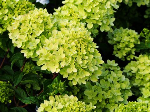 summer flowers limelight hydrangeas