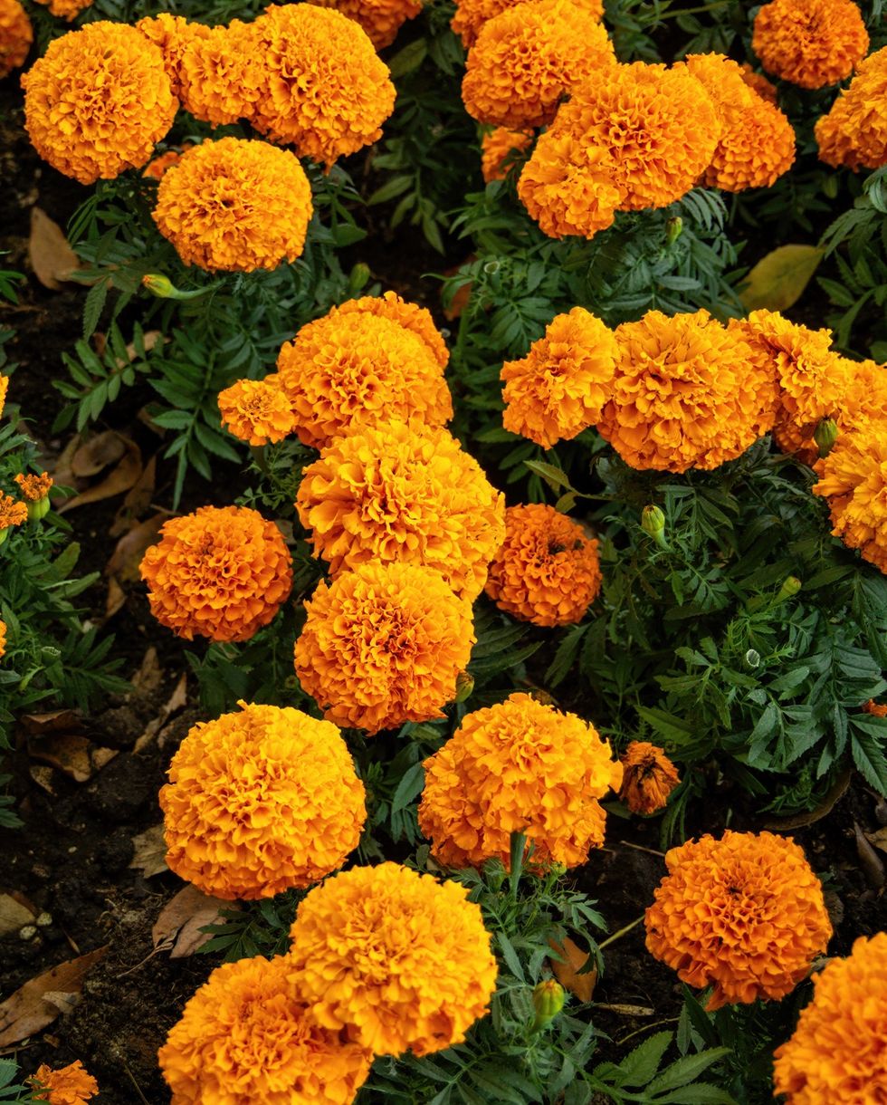 summer flowers like marigolds