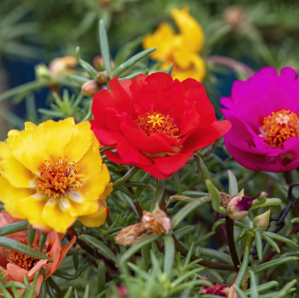 a group of colorful portulaca flowers