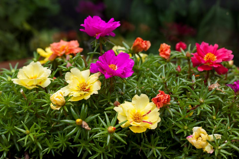 yellow, hot pink, and violet purslane flowers