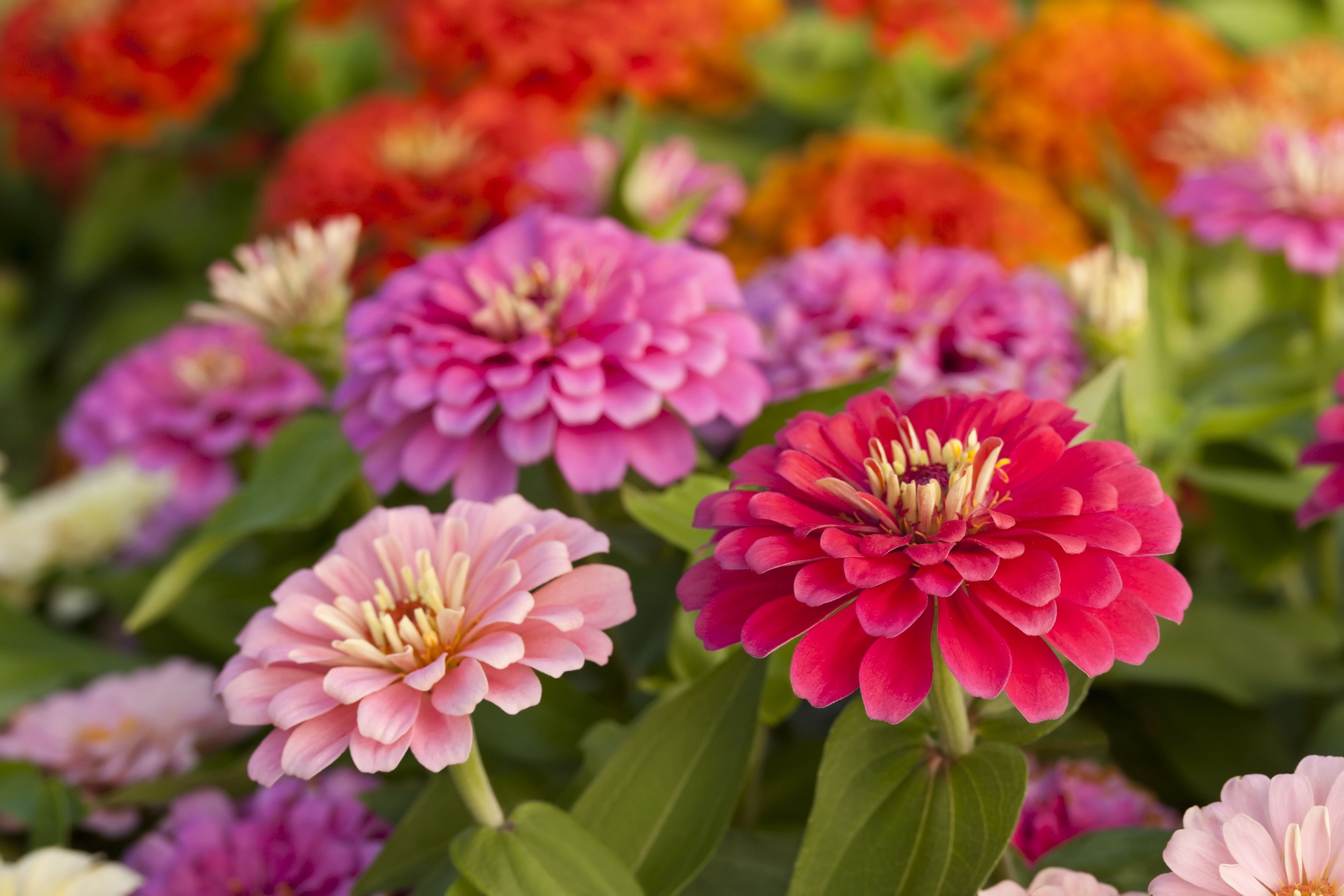 23 Best Summer Flowers for Your Garden - Pretty Summer Blooming Plants