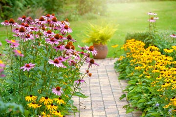 a garden with flowers