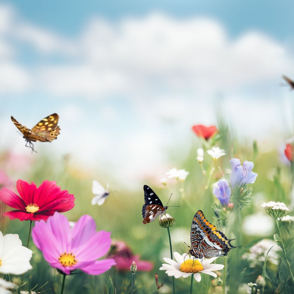 summer meadow with butterflies