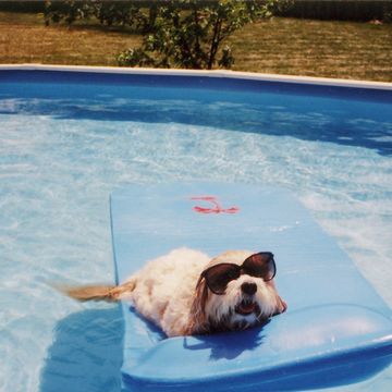funny summer memes the family dog wears sunglasses in the pool on a hot summer day