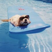 funny summer memes the family dog wears sunglasses in the pool on a hot summer day