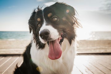 closeup of a happy dog outdoors by the beach