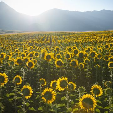 summer sunrise over sunflower field