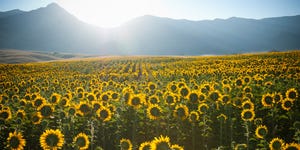 summer sunrise over sunflower field