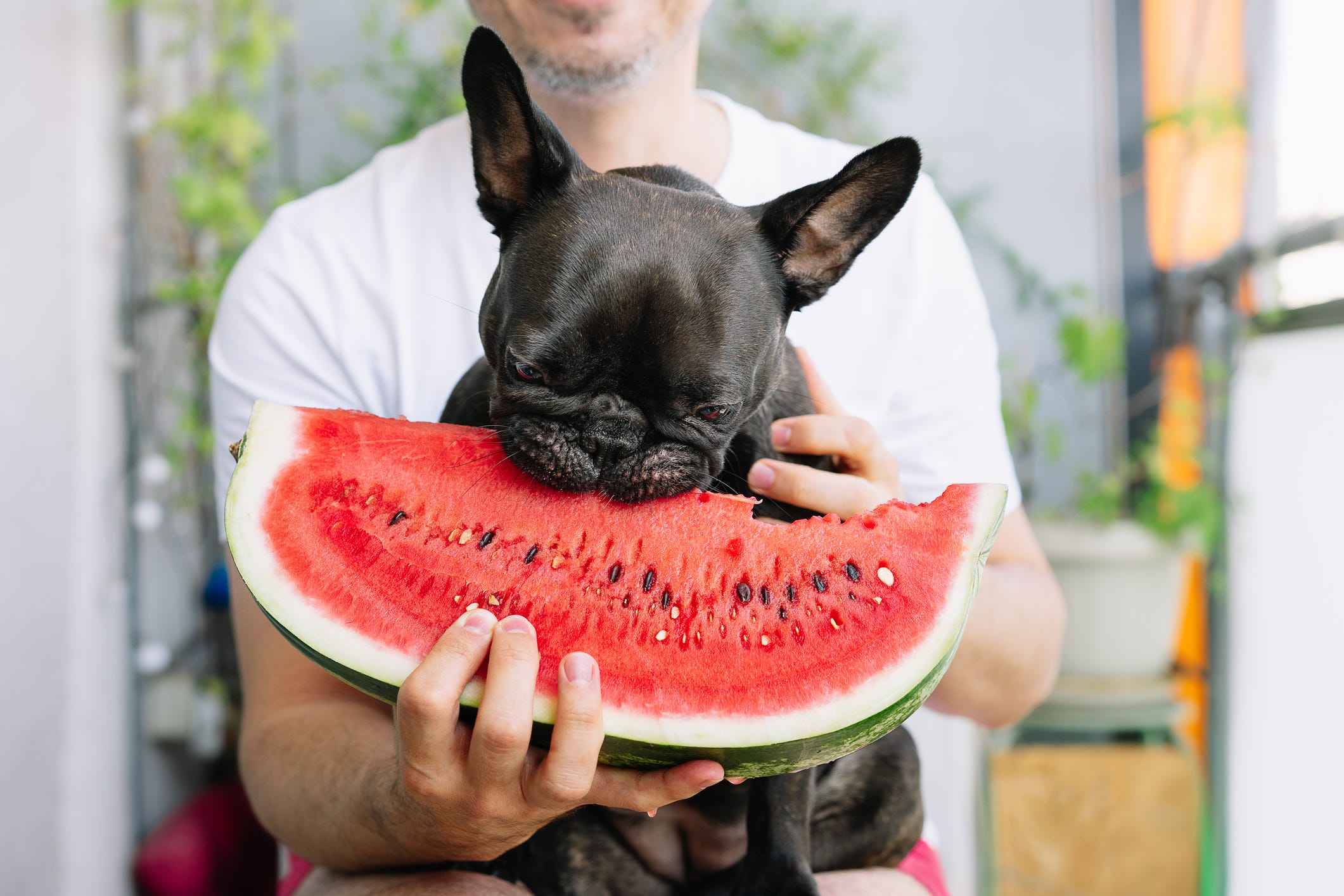 Keep Your Furry Friend Safe All Summer Long With These BBQ Party Tips