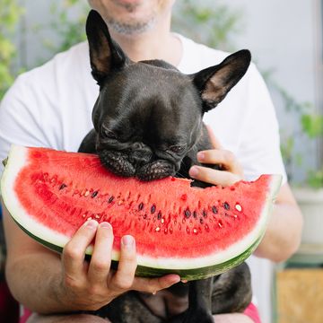 man holding dog eating watermelon