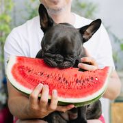 man holding dog eating watermelon