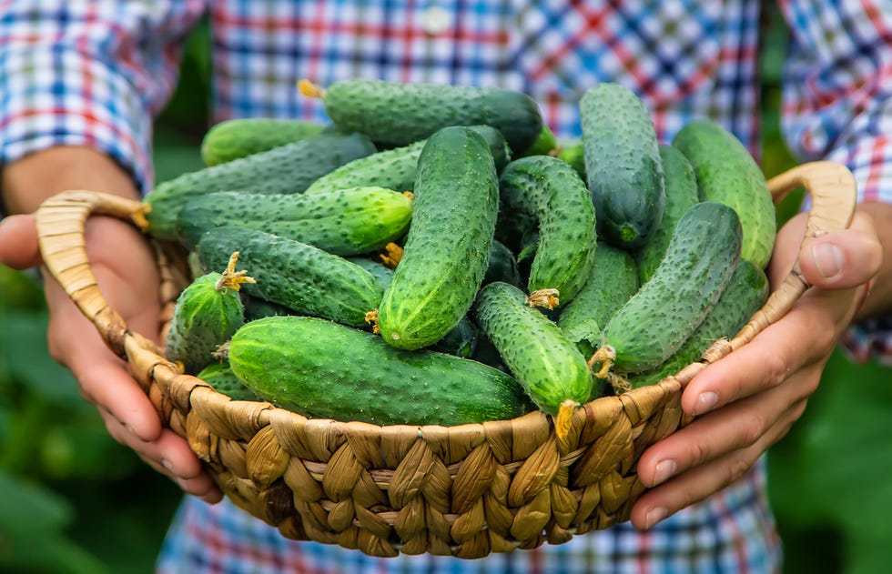 12 Best Summer Vegetables in Season