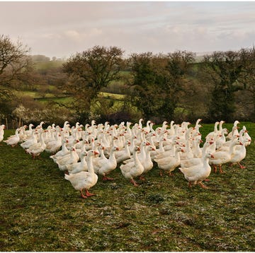 artisan food producers summerhill farm geese