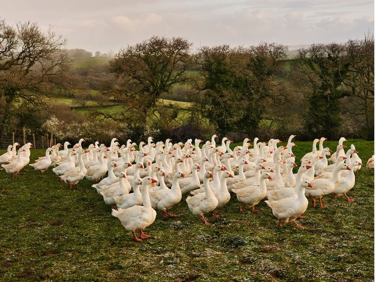 artisan food producers summerhill farm geese