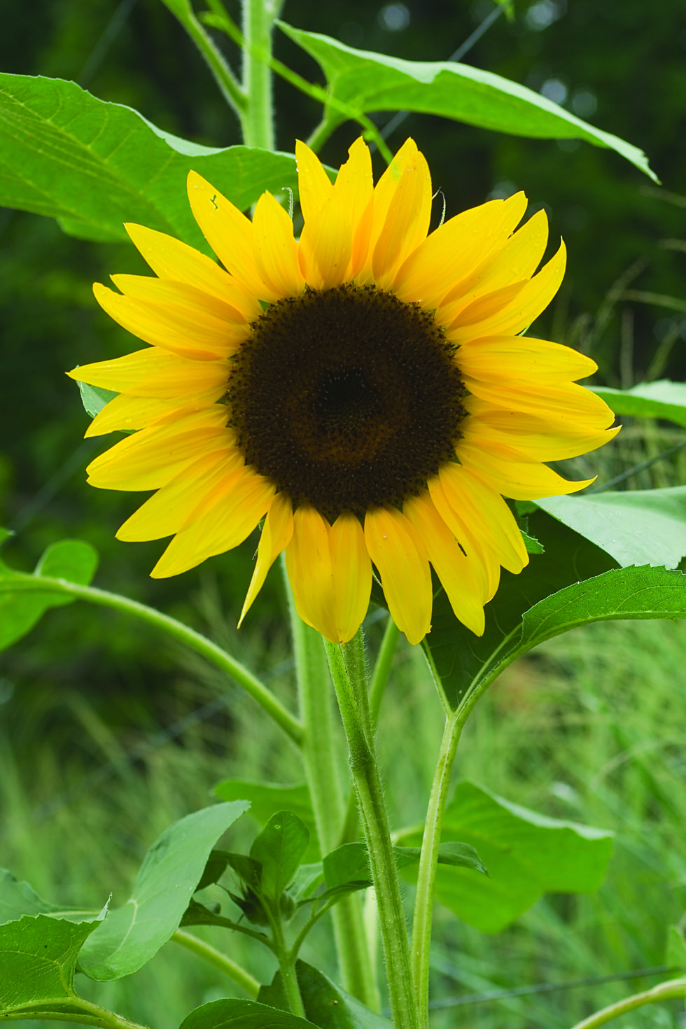 sunflower del sol paul bunyan