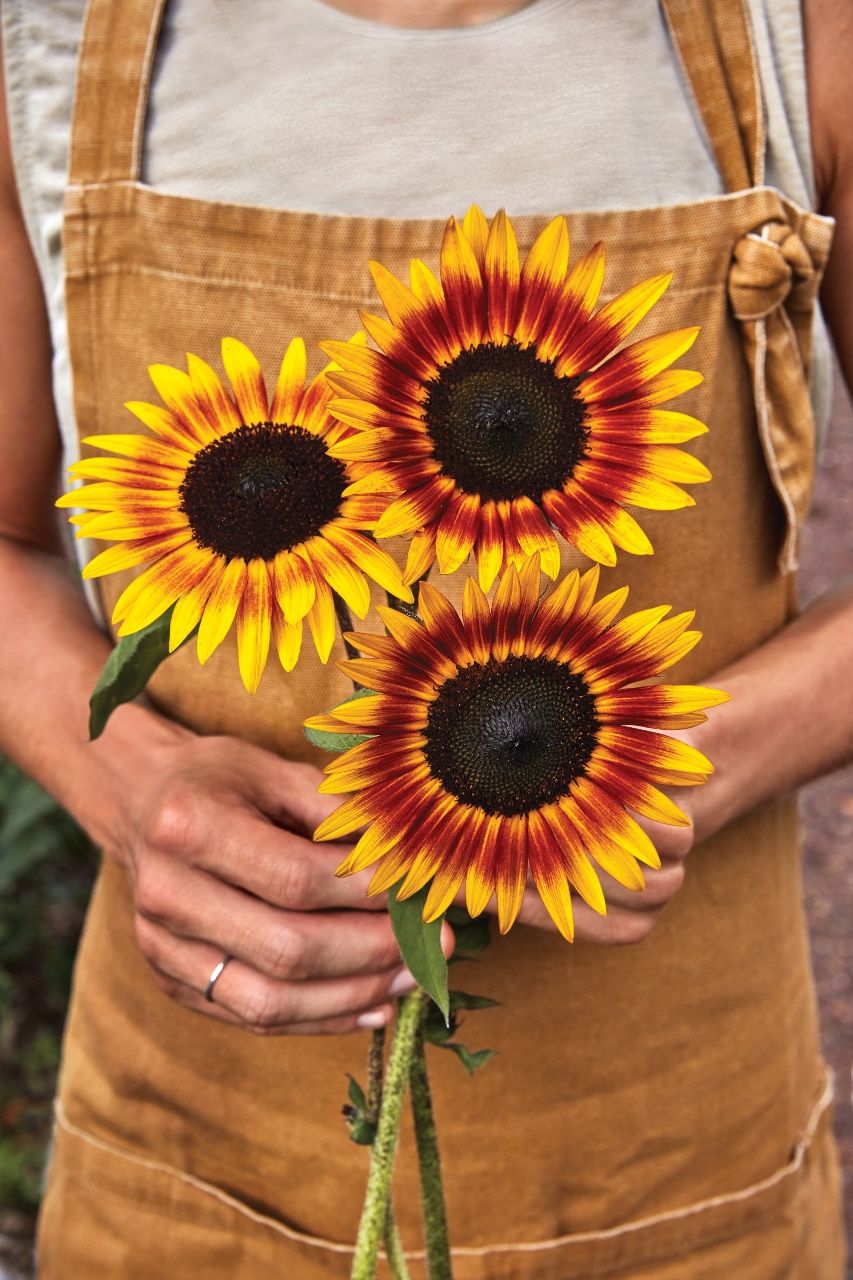 25 Best Types of Sunflowers - Varieties of Sunflowers to Plant