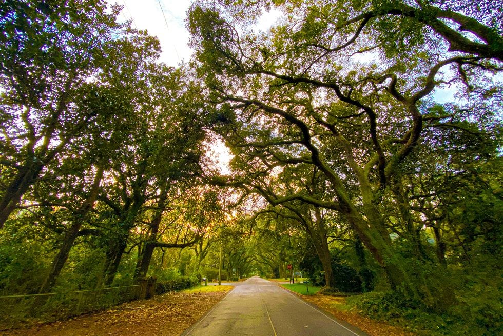 a road with trees on either side